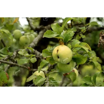 L’Anima Inedita della Valbelluna: Tesori Dimenticati