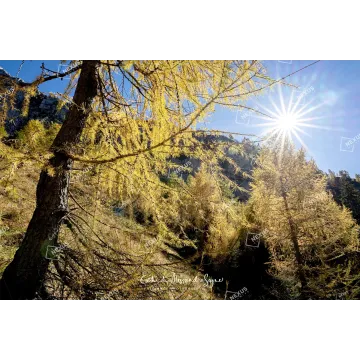 Oro di Luce nel Cuore dell’Alpago