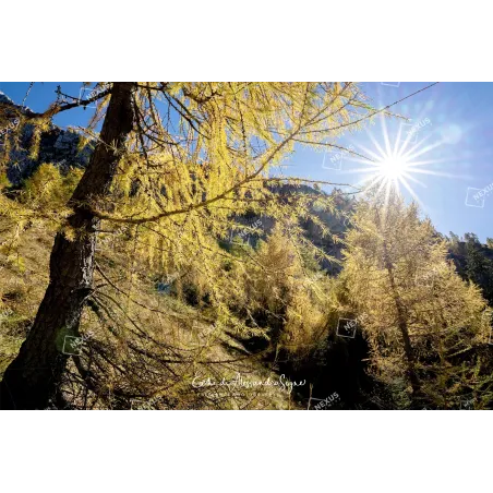 Oro di Luce nel Cuore dell’Alpago