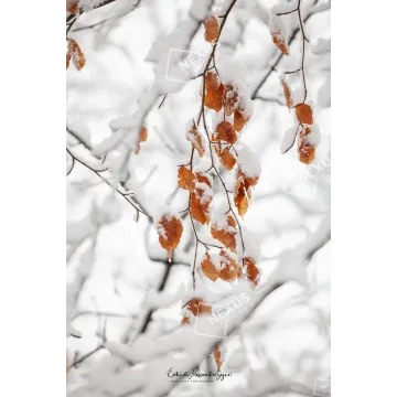 L'Ultimo Baluardo dell'Autunno