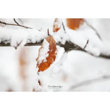 Resistenza Autunnale: Foglie Secche e Neve Bianca
