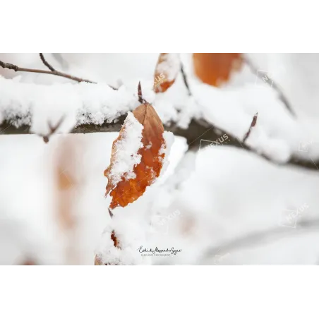Resistenza Autunnale: Foglie Secche e Neve Bianca