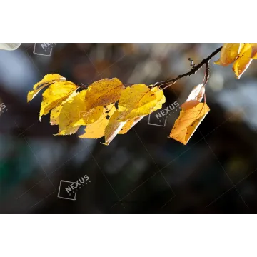 L’Oro d’Autunno – Belluno