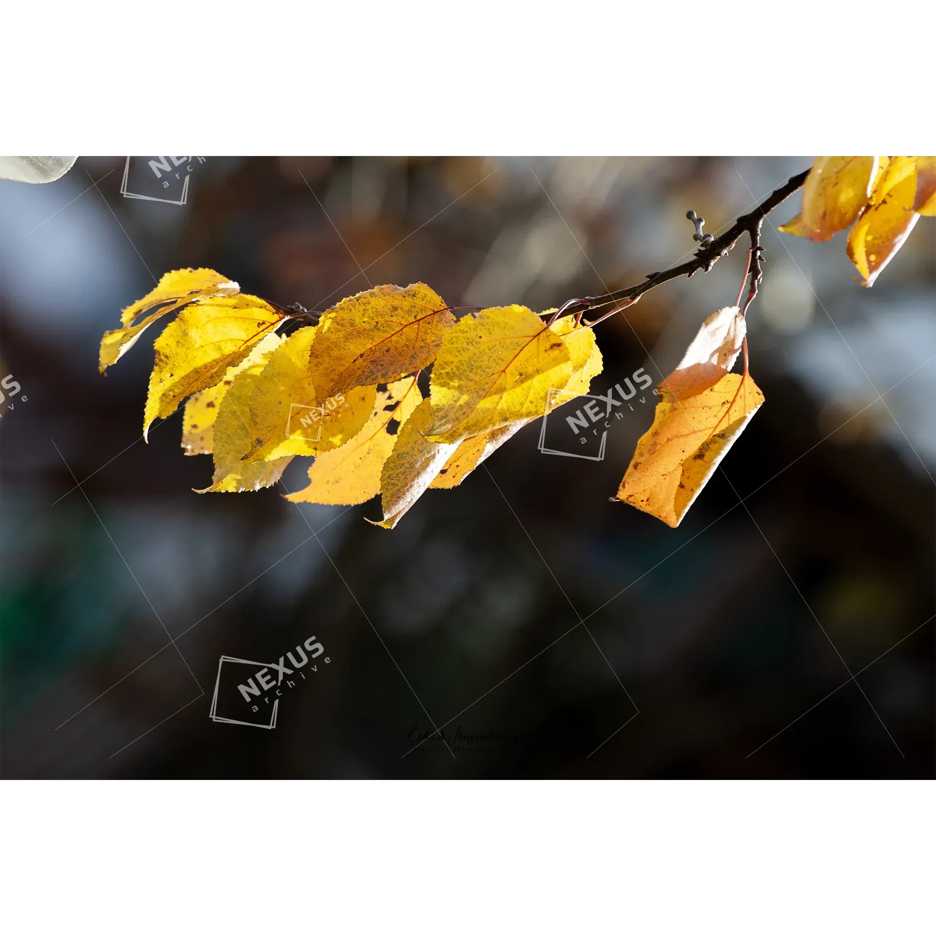 L’Oro d’Autunno – Belluno