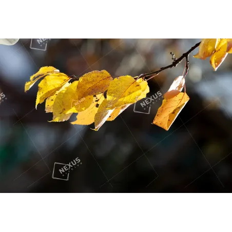 L’Oro d’Autunno – Belluno