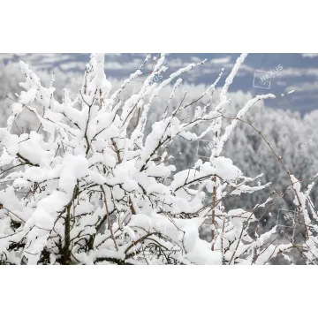 Tracce di Primavera: Rami Innevati a Case Bortot