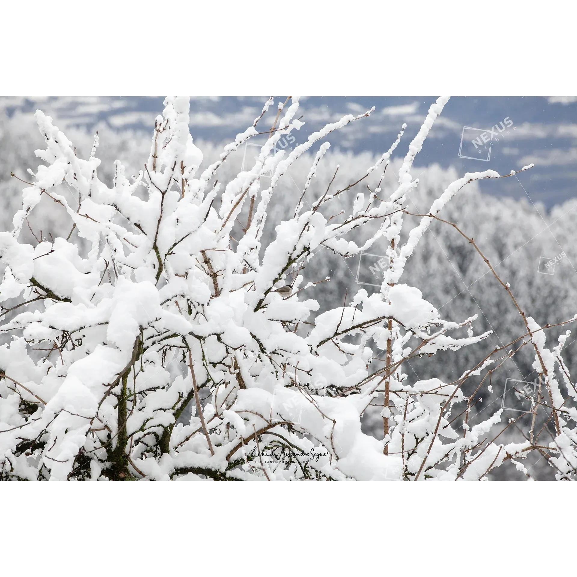 Tracce di Primavera: Rami Innevati a Case Bortot