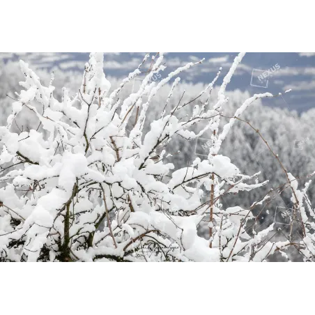 Tracce di Primavera: Rami Innevati a Case Bortot